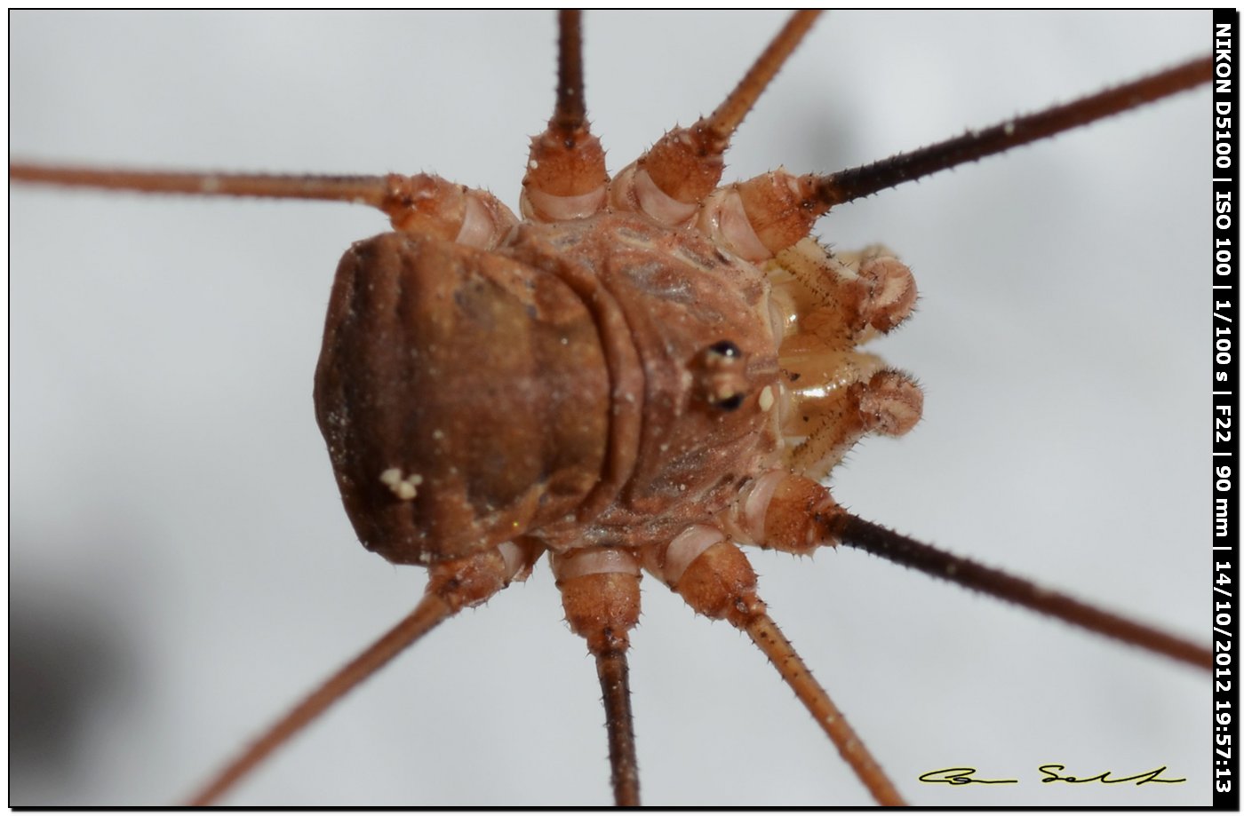 Dasylobus argentatus argentatus? da Usini 180